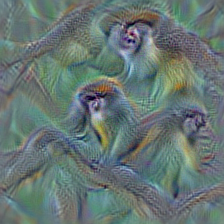 n02484975 guenon, guenon monkey